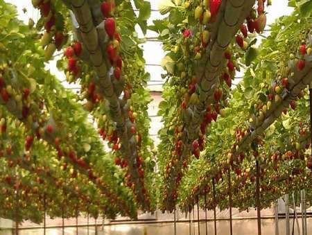 سالانه بیش از چهار هزار تن محصول گلخانه ای در کردستان تولید می شود
