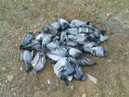 جریمه 84 میلیون ریالی 2 شکارچی پرندگان در دزفول