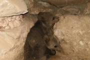 ۲توله خرس در طبیعت اندیکا رهاسازی شدند