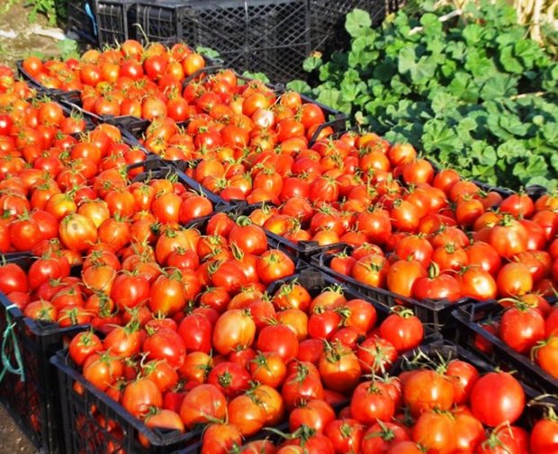 خرید توافقی گوجه فرنگی کشاورزان هرمزگان