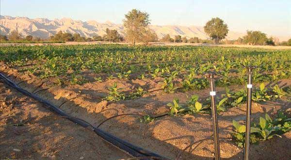 پرداخت پنج میلیارد و180 میلیون ریال تسهیلات بلا عوض به کشاورزان گناوه ای