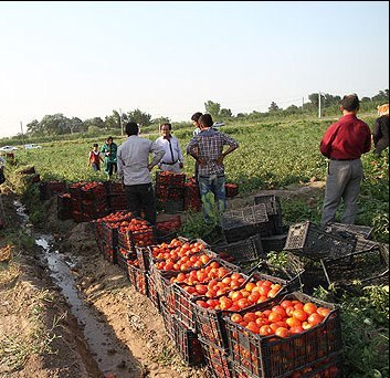 آغاز برداشت گوجه فرنگی در کاکی بوشهر