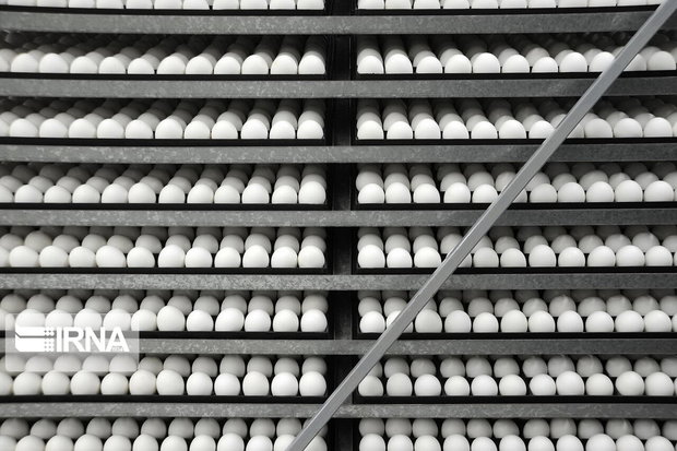 تخم مرغ بومی در خراسان جنوبی برچسب‌گذاری می‌شود