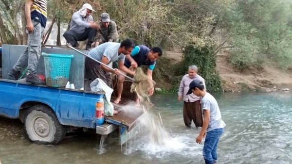 نجات جان 10 هزار قطعه ماهی در رودخانه بشار