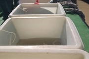 24هزار قطعه بچه ماهی در رودخانه بهمنشیر آبادان رهاسازی شد