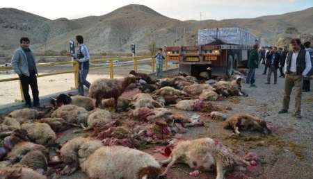 66 راس گوسفند در تصادف با کامیون در پلدختر تلف شد
