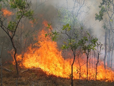 آتش‌سوزی سالانه 15 هزار هکتار از جنگل‌های ایران