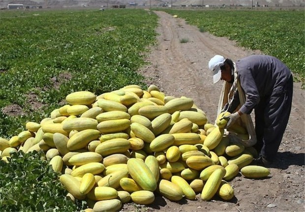 بیش از 13 هزار تن خربزه و هندوانه در مزارع کشاورزی دشتی بوشهر تولید شد