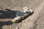 محیط زیست: یوزپلنگ تلف‌شده در سمنان سه‌قلو باردار بود/ نام این یوز شناسنامه‌دار «ماجراد» بود