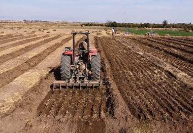 اختصاص بیش از هزار هکتار از زمین های کشاورزی زاهدان به کشت گندم و جو