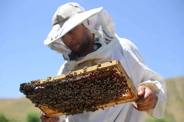 130 تولید کننده عسل در نقده فعالیت می کند