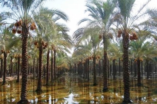 باران پاییزی نخلستان های تشنه آبادان و خرمشهر را سیراب کرد