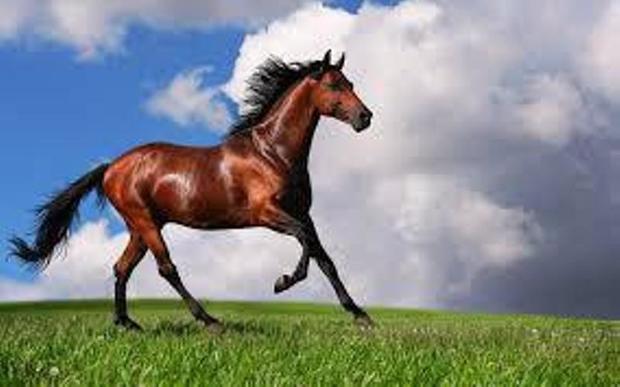 جشنواره ملی زیبایی اسب ترکمن در کلاله برگزار می شود