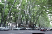 تمبری به نام تهران شهر درختان چنار باطل شد
