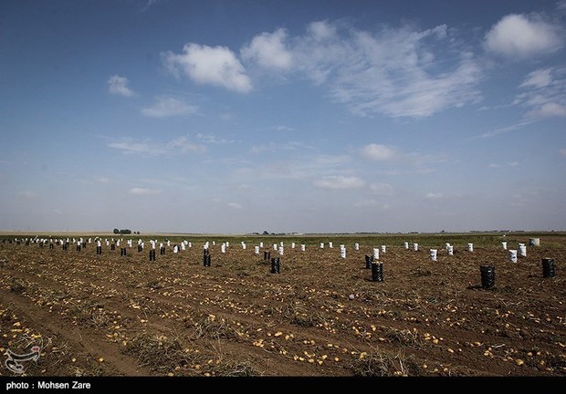 کشاورزان سیب‌زمینی‌کار استان اردبیل محصولات خود را بیمه کنند