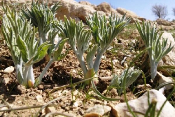 تهیه94هزارهکتار طرح احیای گیاهان دارویی در خراسان شمالی