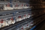 افزایش 17 درصدی شاخص جوجه ریزی مرغ در استان مرکزی