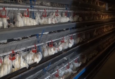 برطرف شدن مشکل مرغ در کهگیلویه و بویراحمد