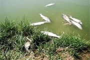 علت مرگ ماهیان دریاچه پشت سد ارس پلدشت مشخص شد