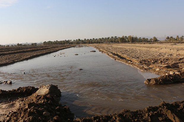 70 درصد اراضی کشاورزی دامغان غرقابی آبیاری می شود