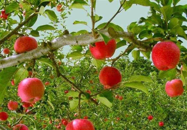 مدیرکل تعاون روستایی فارس: هیچ سیبی روی دست باغداران نمی ماند
