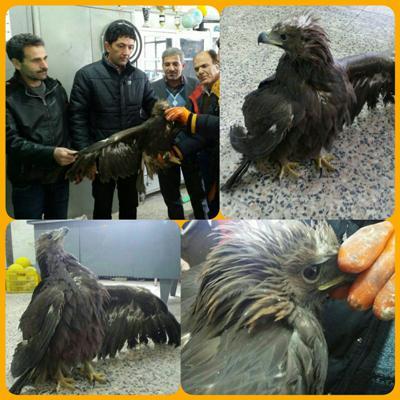 نجات یک بهله عقاب طلایی در تکاب توسط دوستدار محیط زیست