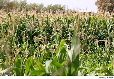 آغاز برداشت ذرت علوفه‌ای در خداآفرین