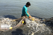 صید ماهی‌ان گرمابی در دریاچه سد مهاباد آغاز شد