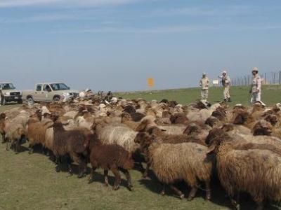 ممانعت مرزبانی درگز از خروج 500 راس گوسفند از کشور