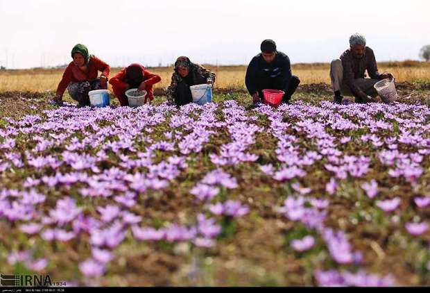 برداشت زعفران از مزارع استان کردستان آغاز شد