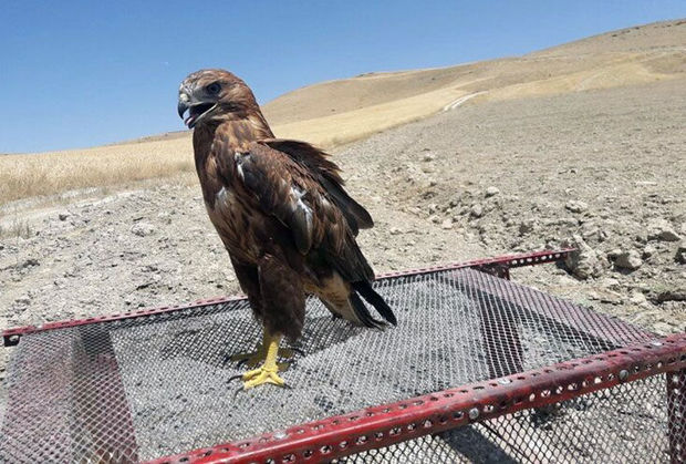 سه بهله پرنده شکاری از متخلفان در سیستان و بلوچستان کشف شد