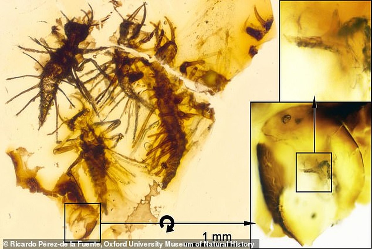 کشف حشرات 130 میلیون ساله در کهربای لبنانی! + تصاویر