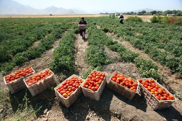 ۳۲۶ هزار تن به ظرفیت فرآوری محصولات خام کشاورزی کرمانشاه اضافه شد