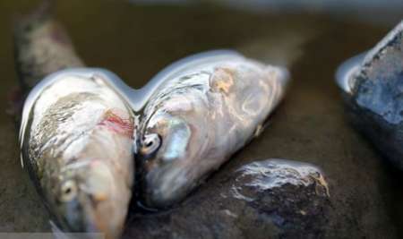 مرگ چندین هزار ماهی در رودخانه زرجوب رشت