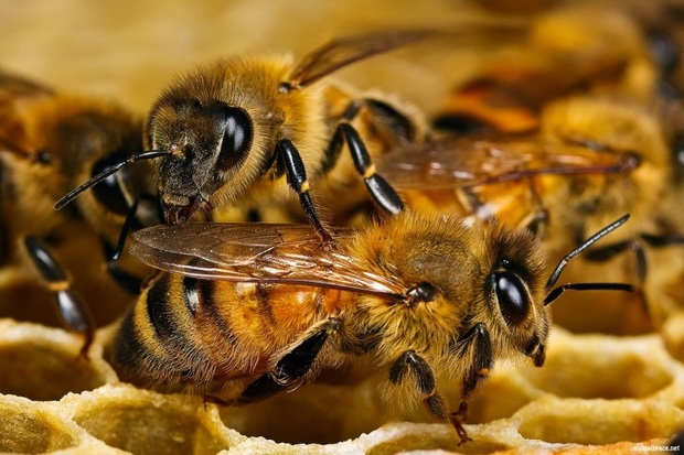 ملکه زنبور عسل برای نخستین بار در کهگیلویه پرورش یافت