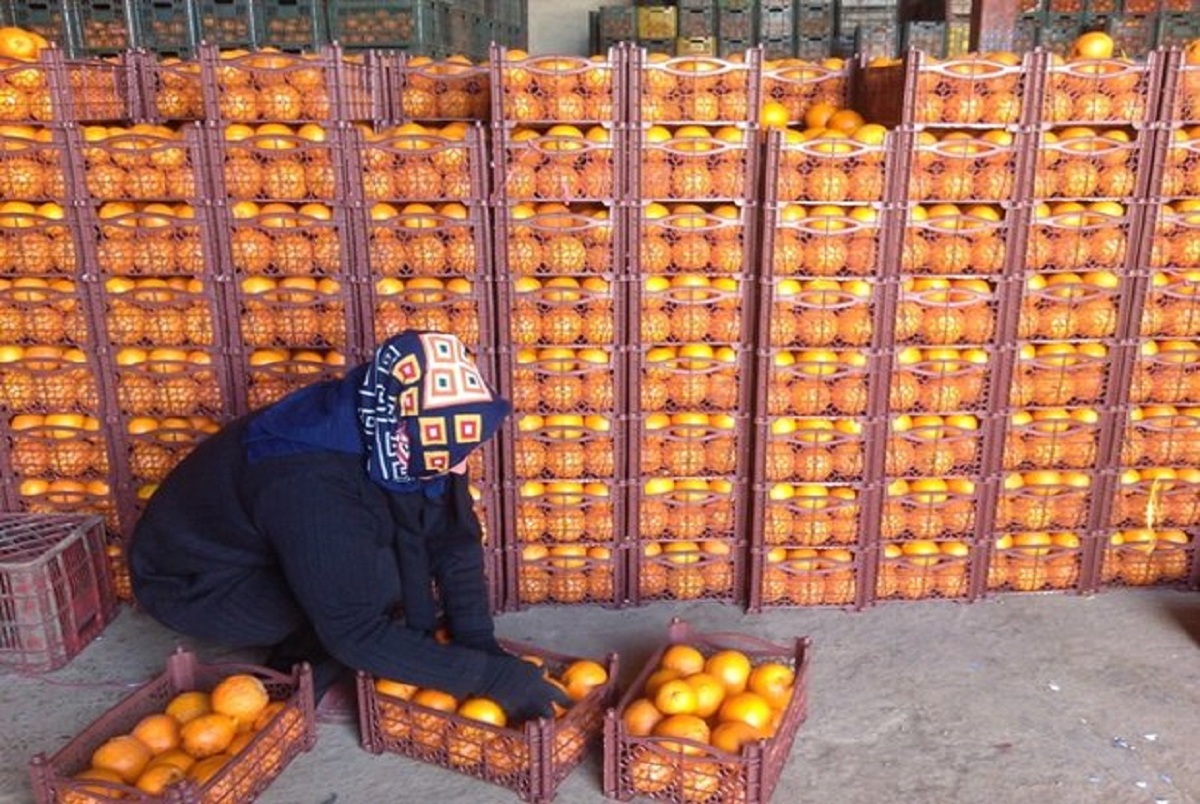 وضعیت صادرات محصولات کشاورزی ایرانی/ خرید مستقیم مرکبات شمال توسط تجار همسایه/ فروش میوه‌های درشت به کشورهای حوزه خلیج‌فارس 
