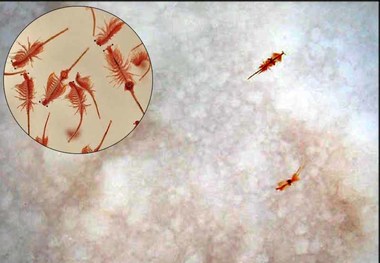 بانک ژن آرتمیای دریاچه ارومیه راه اندازی می شود