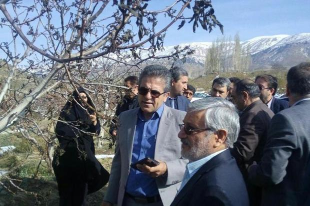سرما 815 میلیارد تومان به باغات استان تهران خسارت زد
