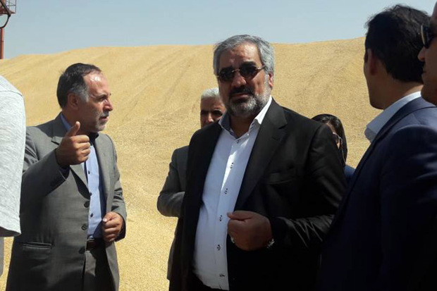 وعده دولت برای پرداخت به موقع بهای گندم در کردستان محقق شد