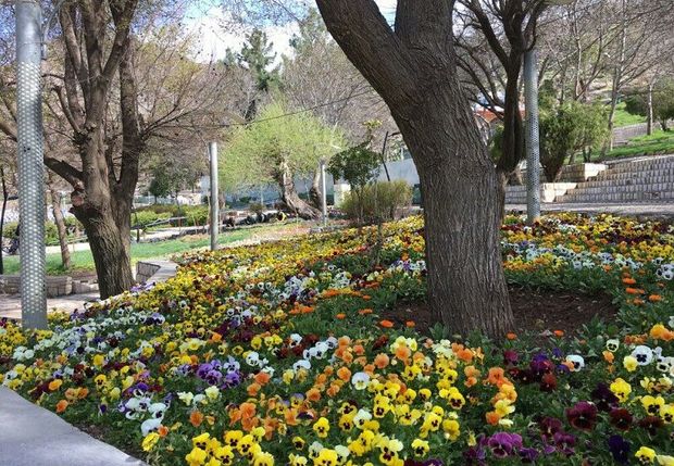 چهره شهر مهاباد با کاشت ۲۰۰ هزار شاخه گل بهاری شد