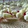 افزایش میزان جوجه‌ریزی در مرغداری‌های استان خوزستان