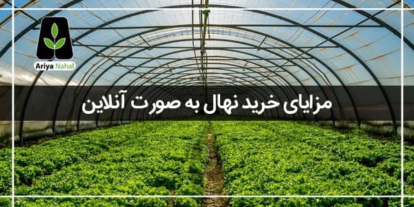 چرا خرید نهال به صورت آنلاین شامل تخفیف می شود ؟
