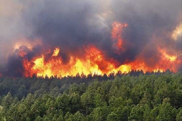 بسیجیان برای مهار آتش به جنگل های آستارا وارد شدند