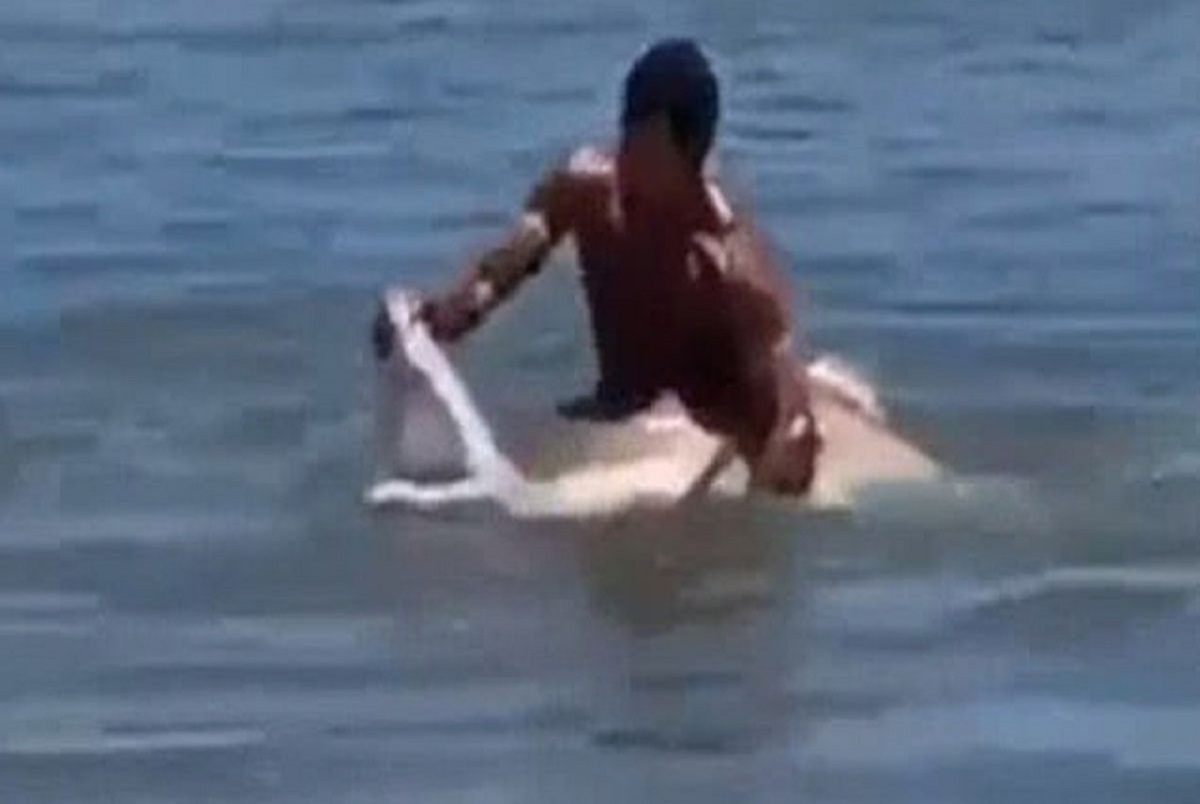 ویدئو/ یک نمایش خیره کننده از گرفتن یک کوسه توسط شناگری در ساحل!