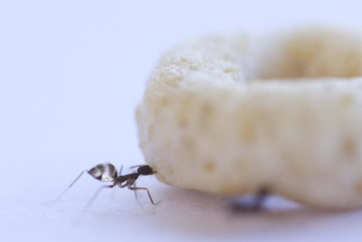 آیا تا به حال فکر کرده‌اید مورچه‌ها چگونه طعمه خود را حمل می‌کنند؟