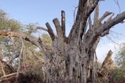 درخت 500 ساله کیش را از بین بردند/ افرادی به تخلفات اداری معرفی می‌شوند