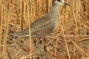 مشاهده پرنده در معرض انقراض در تالاب بامدژ