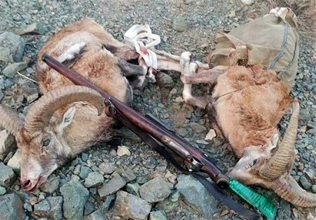 دستگیری ۶۲ شکارچی متخلف در پیرانشهر