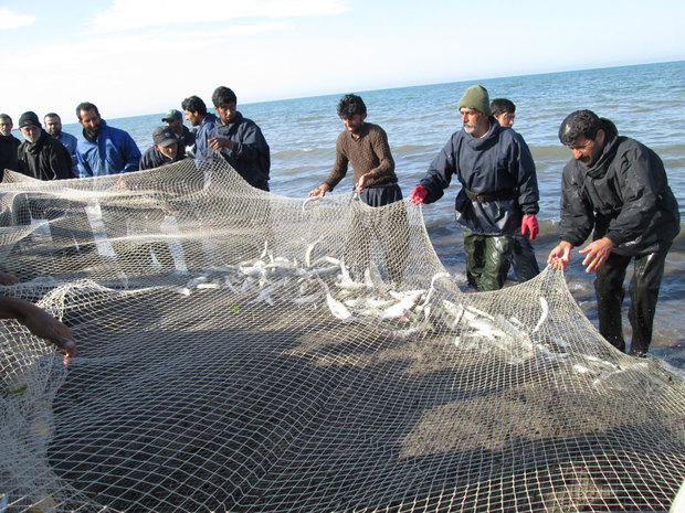 صید 335 تن انواع ماهیان استخوانی از آبهای ساحلی گیلان