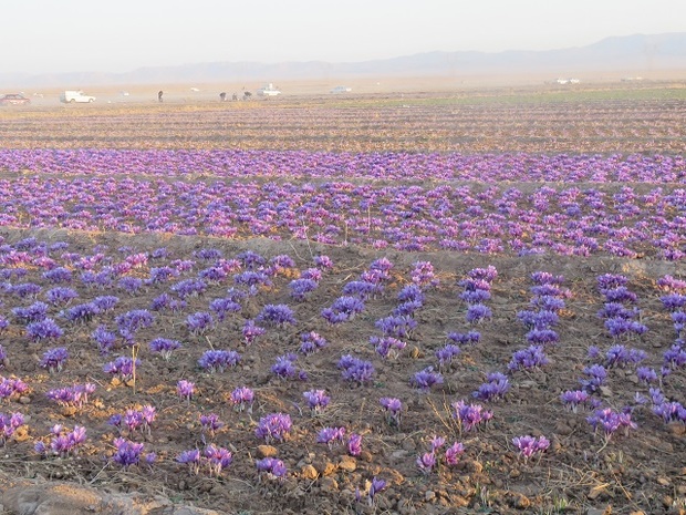 54 تن زعفران امسال در خراسان جنوبی برداشت می شود